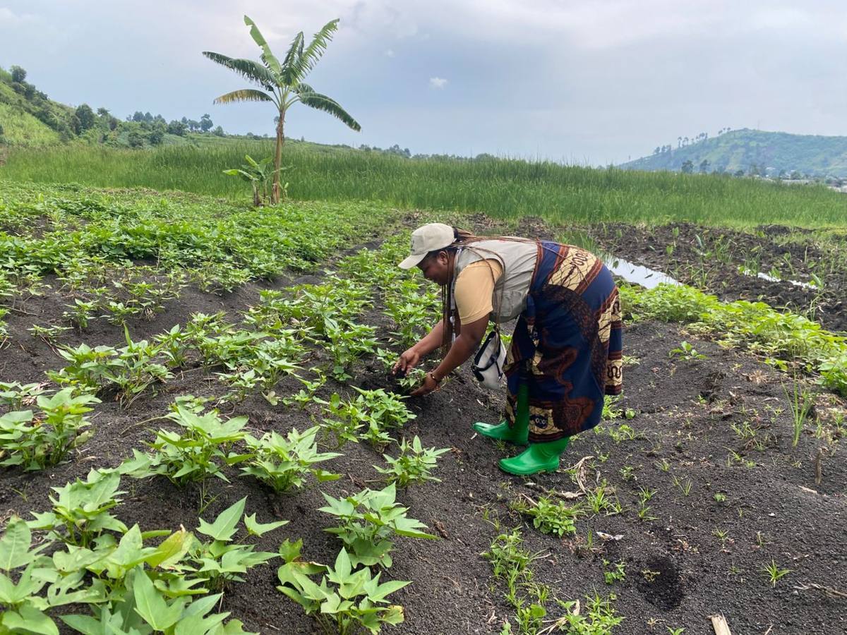 Distribution alimentaire — Nord-Kivu — COPAD Grands-Lacs
