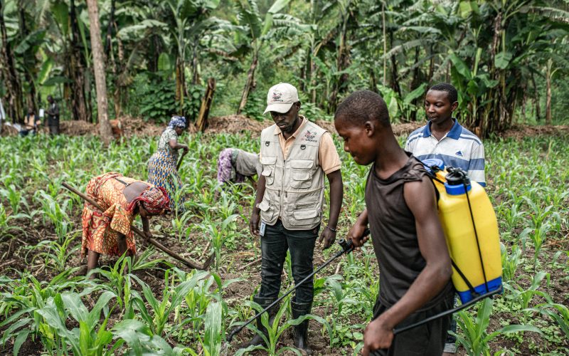 Après les combats, le retour aux champs à Masisi